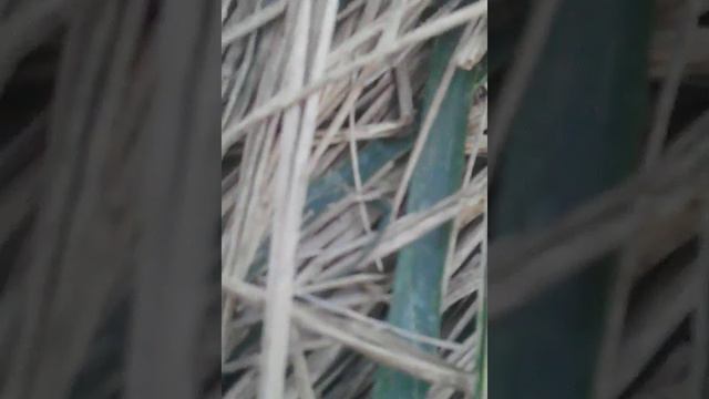 Короче говоря Ми лазили де Кокотюха смотреть онлайн