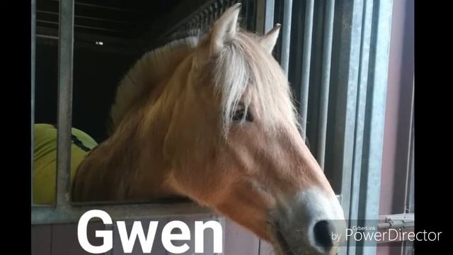 Pony's en Paarden Manege Koopman смотреть онлайн