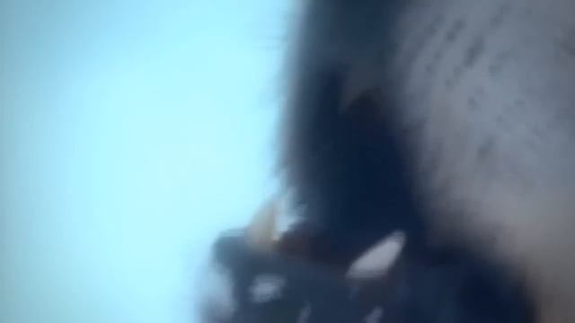 Amanhecer - Calcinha Preta 2013 PREMIUM - Bem-vindo à Nossa História смотреть онлайн