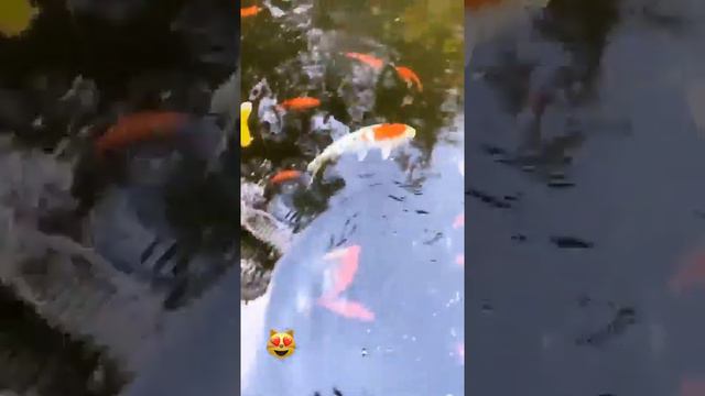 Лучшие сторис Юлия Ушакова (@yulia_ushakova) подборка за день 🔥 2/11/2020 смотреть онлайн