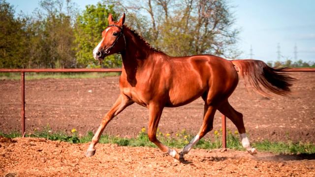 Буденновская кобыла ИЗАБЕЛЬ (Ионизатор-Беппа), 2014 г.р., 163-164 см в\х.,прыжки на свободе