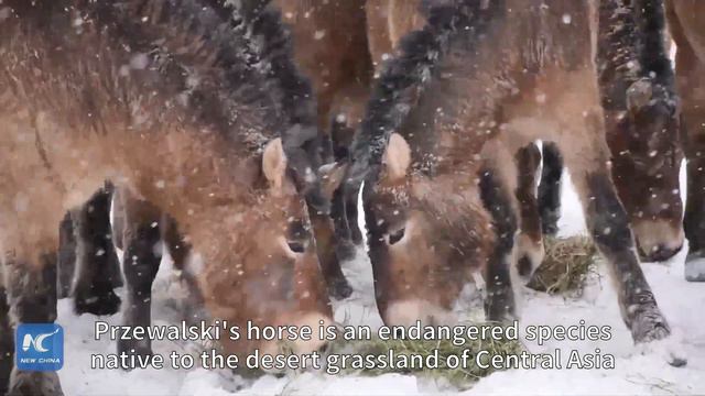Rare Przewalski's Horses Galloping In The Snow