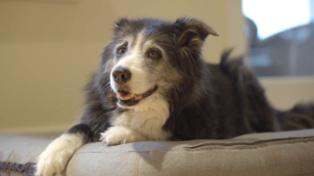 Lounging With Storm The Bordernese