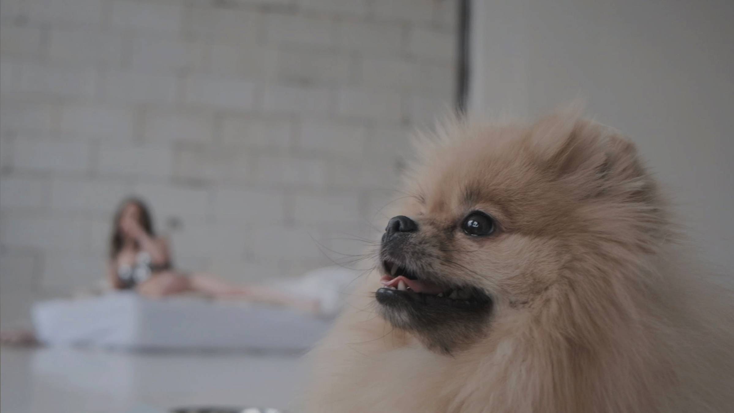 Photoshoot with Spitz (ARTUNIQUE) / фотосессии в Нижнем Новгороде смотреть онлайн