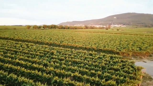 GRAPE смотреть онлайн