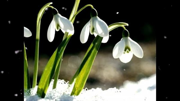 Love Songs by Laszlo Papp Doroghy - Snowflakes (final version)