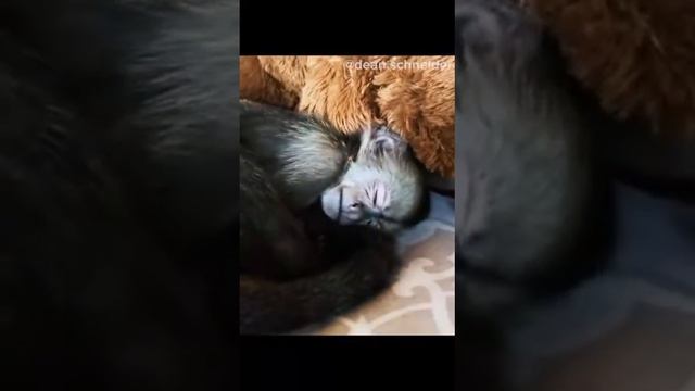 Няшные обезьянки смотреть онлайн