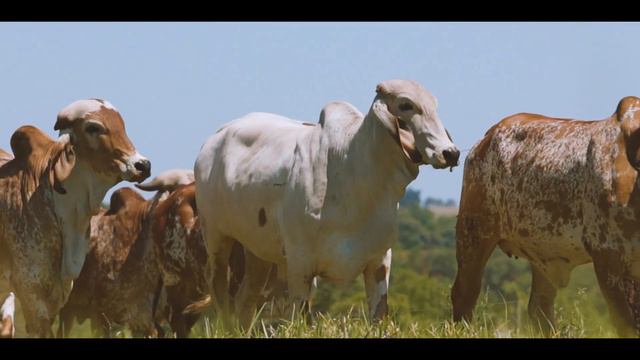 INSTITUCIONAL - FAZENDA ESTÂNCIA ESPERANÇA смотреть онлайн