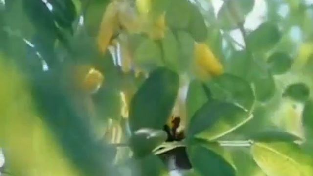 Владимир Нарбут Шмели смотреть онлайн