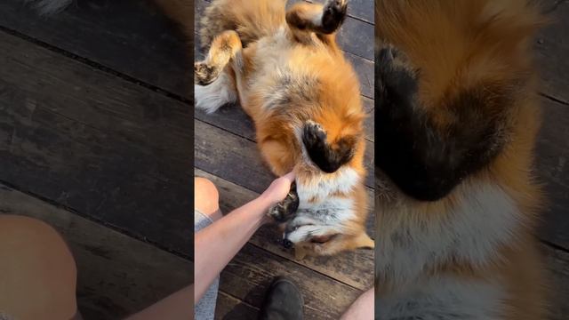 Алиса - лиса. Сон еще идет смотреть онлайн