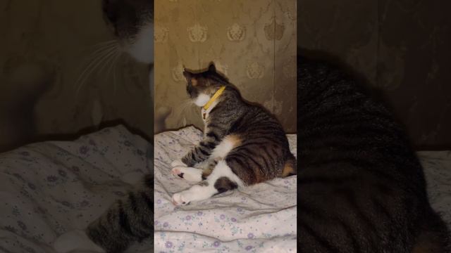 Себа негодует. #lovecats #кошкиндом #котики #любимка