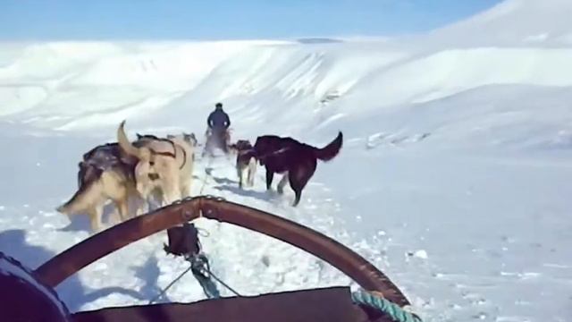 viaggio alle Svalbard смотреть онлайн