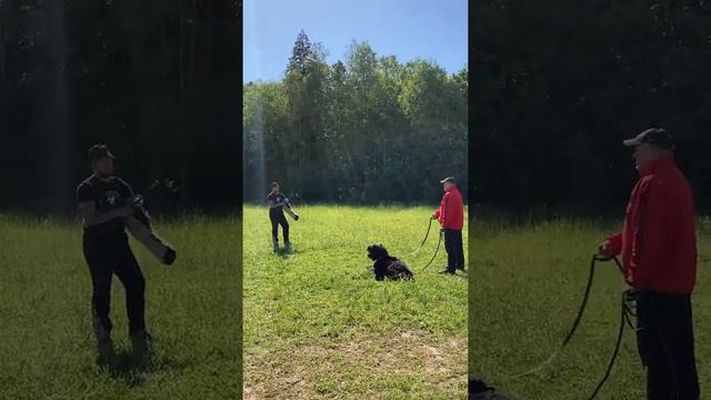 АПОЛЛИНАРИЙ,2года (ДОРОГОСИЛ&ШАХМИРА)