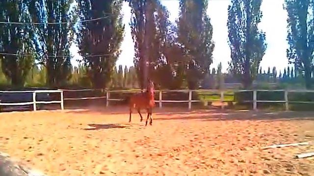 120912 Тарквиний ипподром смотреть онлайн