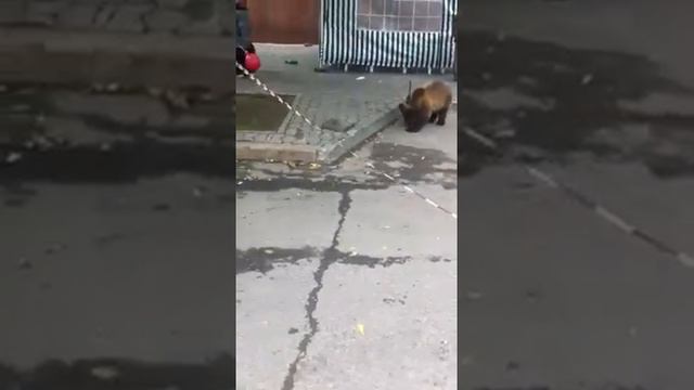 Ярмарка в Волгограде смотреть онлайн
