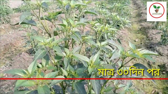 আধুনিক পদ্ধতিতে মরিচ চাষ || Chilli cultivation in modern way @Shivamfarmingideas смотреть онлайн