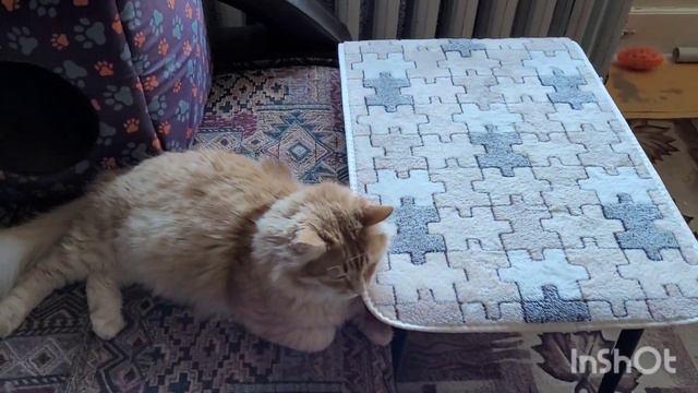 19 января 2023 г. Соня Томас Белка 🐈⬛🐈🐕 смотреть онлайн