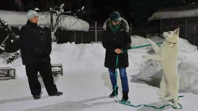 ДТ -281. 'Дикий' БШО: атаки, рык, отказы