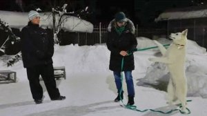 ДТ -281. 'Дикий' БШО: атаки, рык, отказы