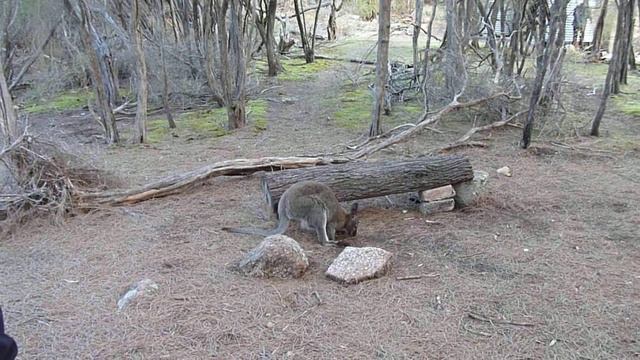 Jen Sibel Spots A Wallaby In Tasmania