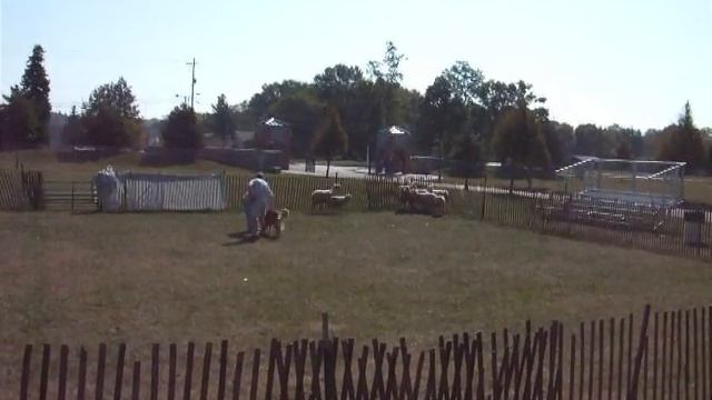 Kai's Herding Test смотреть онлайн