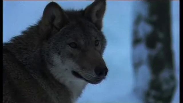 Michael Pirard 'LOIN DES YEUX' Showreel смотреть онлайн