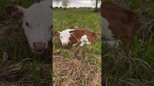 Доброе утречко смотреть онлайн