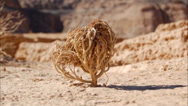 Helena Tulve - Anastatica (2011)