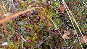 СБОР КЛЮКВЫ НА БОЛОТЕ.