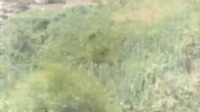 תמר רז בחולי, מאת המשוררת רחל הוקלט ב83 смотреть онлайн