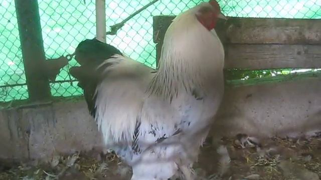 A brahma rooster смотреть онлайн