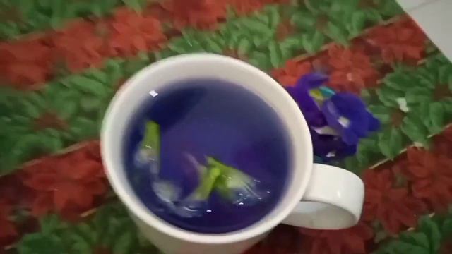 Manfaat Dan Cara Menyeduh Bunga Telang