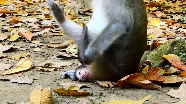 OMG! SO PITY TINY BABY VIXEN SO HURT WAS ATTACKED BY MOM VIOLA MONKEY. смотреть онлайн