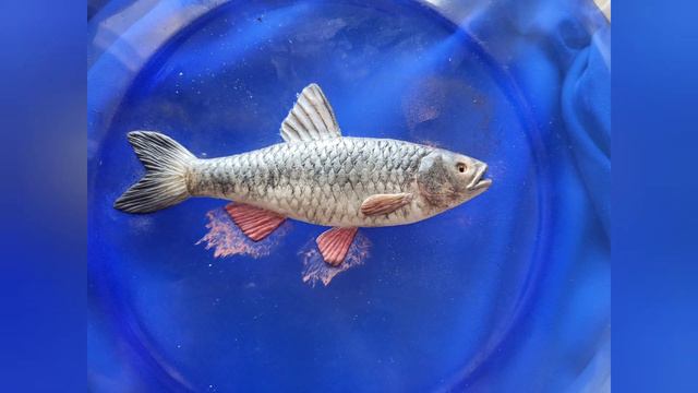 Голавль. Полимерная глина. Chub