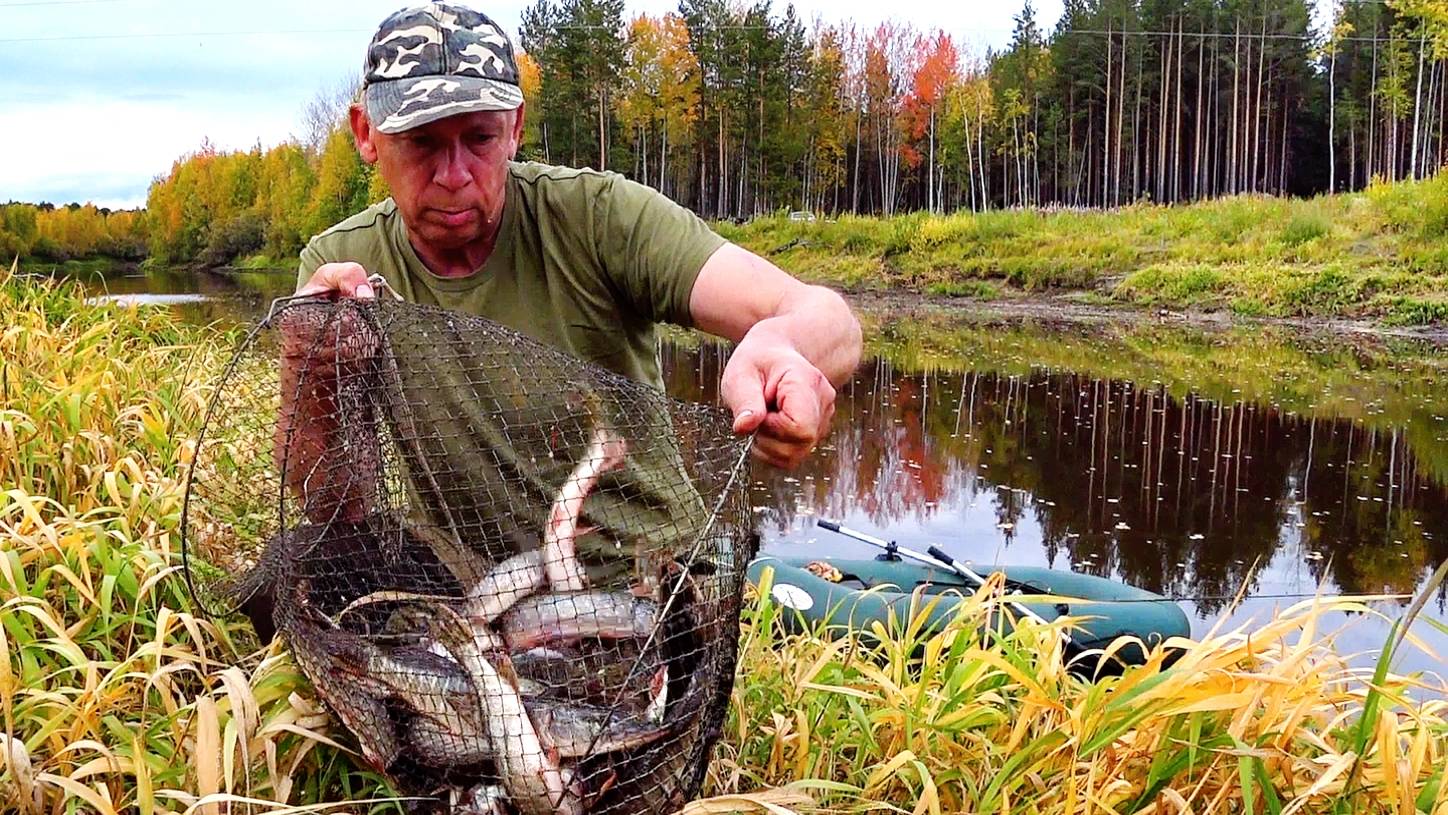 Щурогай на каждый заброс на таёжной речке. Осень. ХМАО-Югра. смотреть онлайн