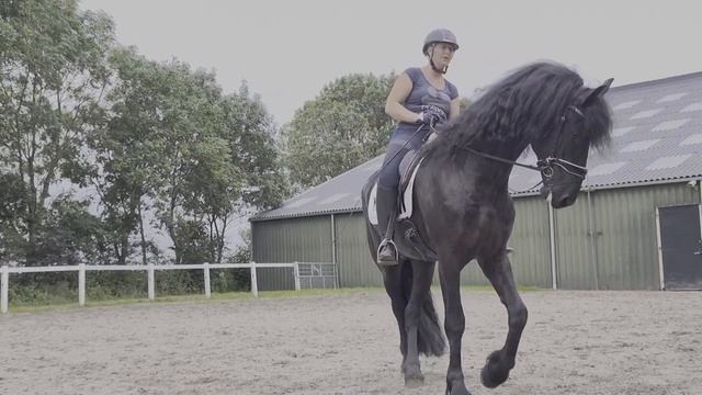 Stal Okkema's Ferre - Nane x Sape - Stallion - 2017 - 1.70m - L2 dressage смотреть онлайн