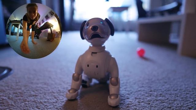 Top 5 Robot Dogs Of 2024 | Best AI Robot Dogs 🐶🤖