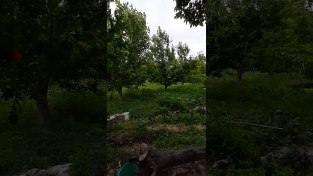 Ахаджон Одилов. Жонли ижро ёрворди