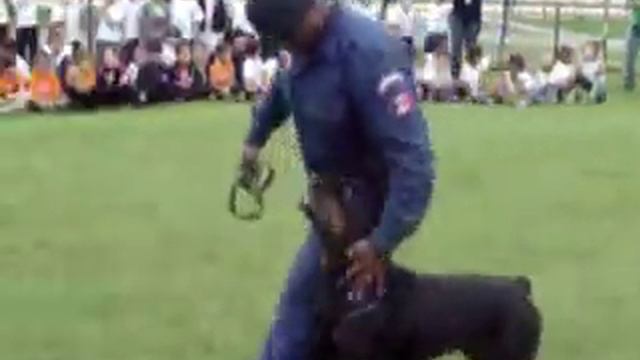 Adestrador - Marcio Santos (13-988064717 / 90*242393 )Cão policia " Blade " 12 смотреть онлайн