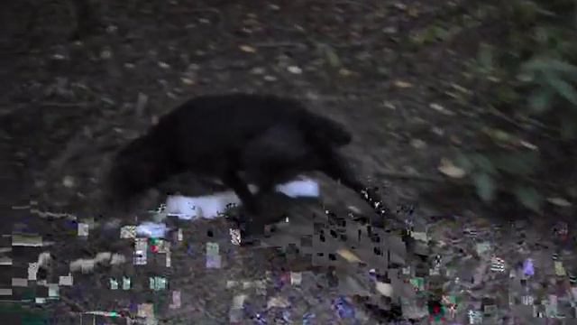 German Wirehaired Pointer Roxy Mustwork Make My Day, Hunting The Polts