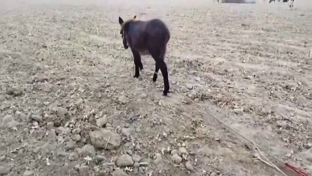 ЭШАКНИ БОЛАСИ ХУТИКЧА , смотреть онлайн