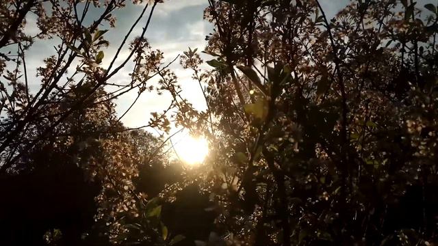 VID 20220608 051514 Где они полюбили... (А. Вознесенский)... Павел Васильев Лахтинский смотреть онлайн