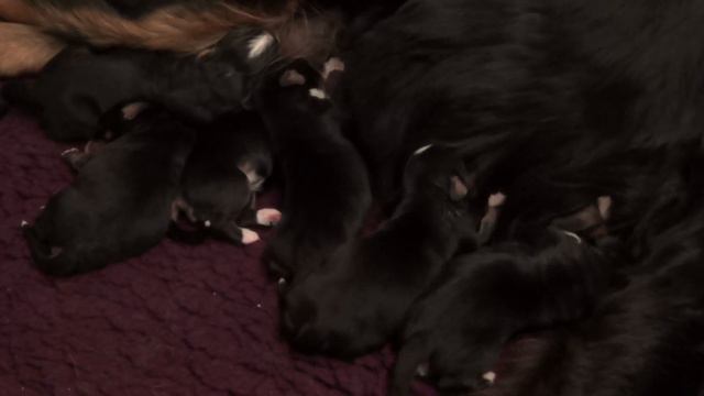 Femke_liegend смотреть онлайн