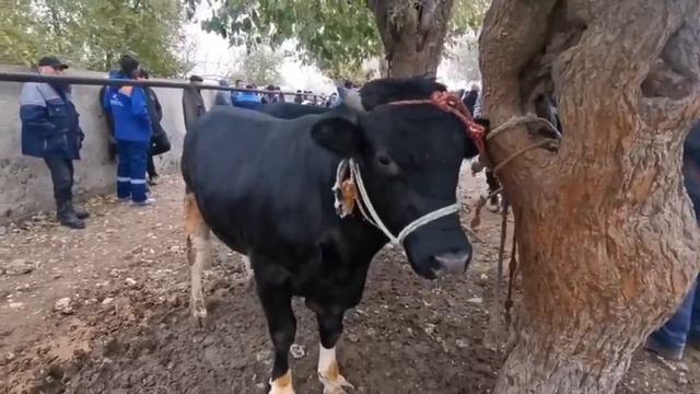 Бугунги Куркат жума мол бозори Молбозори имруза молбозор авжида янги мол нархлари