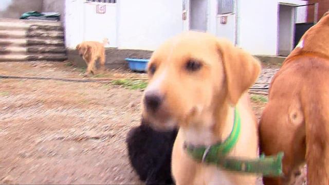 Запознајте го скопјанецот Кемал, човекот кој досега спасил 150 бездомни животни смотреть онлайн