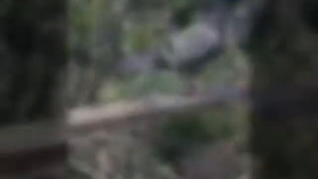 Гълъби на Стоян Димов