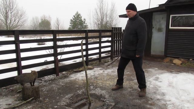 Шашка Аббас Мирза 607 гр.