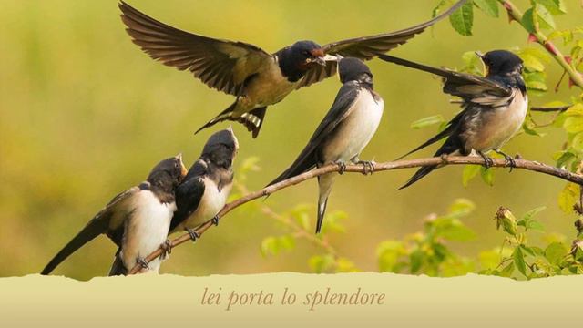 Rondine, Di Pierluigi Cappello