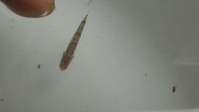 Champsodon Sp.(possibly C.snyderi) 악어치 속의 1종