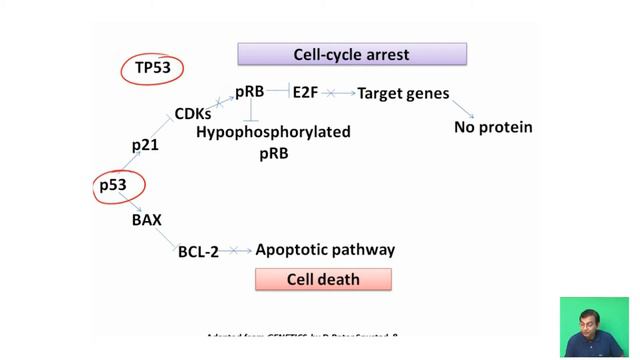 Role of oncogenes in the development of cancer смотреть онлайн
